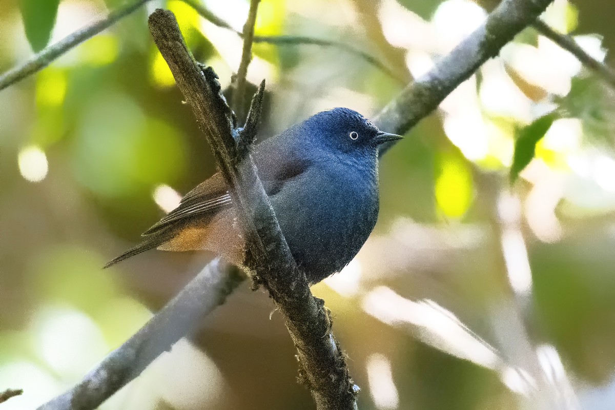 Maroon-backed Accentor - ML552012011