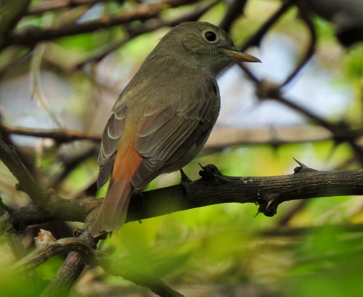 Rusty-tailed Flycatcher - ML552012021