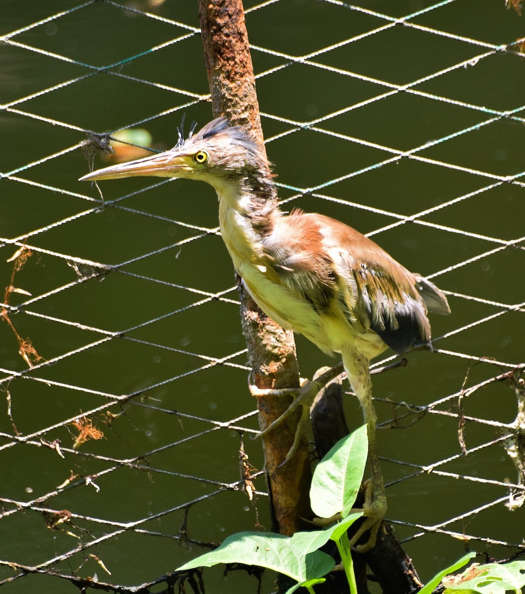 Yellow Bittern - ML55201221