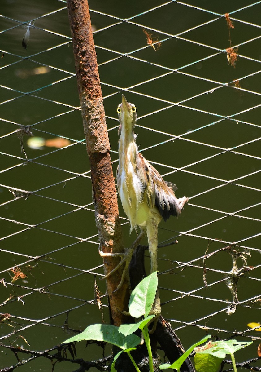 Yellow Bittern - ML55201241