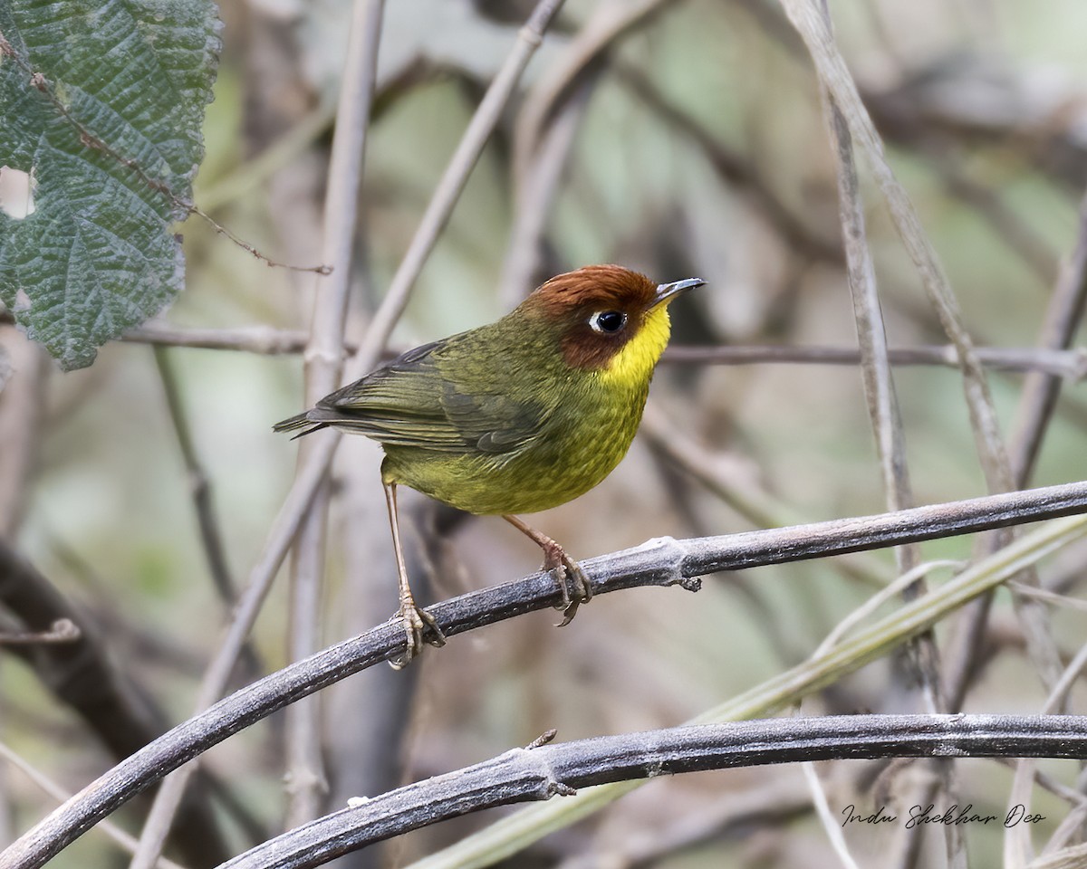 Chestnut-headed Tesia - Indu Shekhar Deo