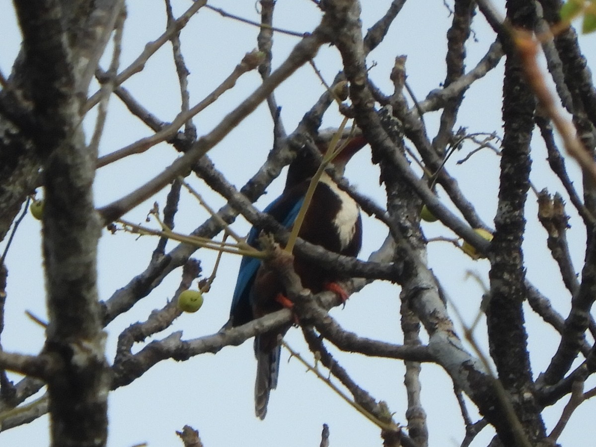 White-throated Kingfisher - ML552012631