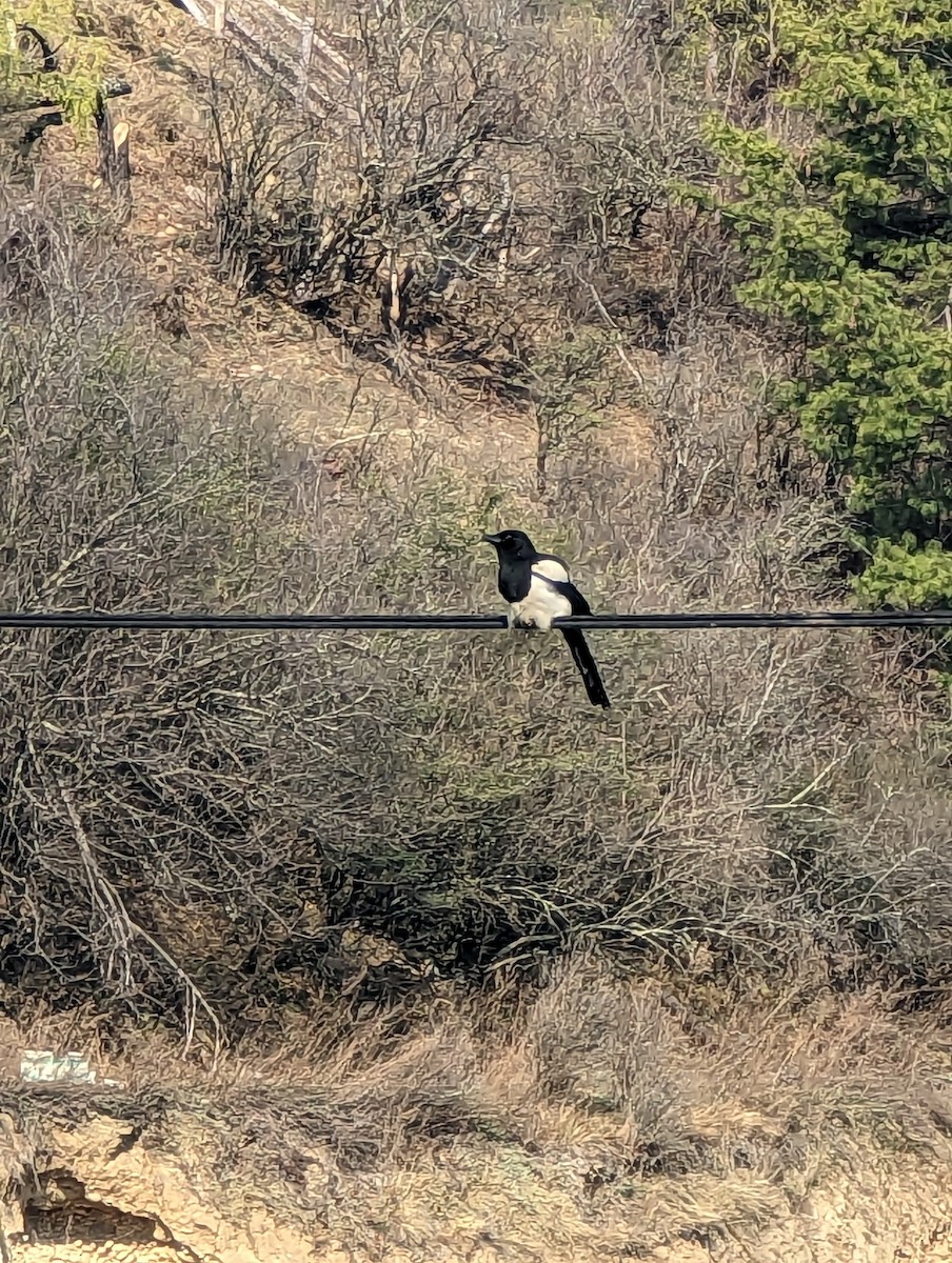 Black-rumped Magpie - ML552012701