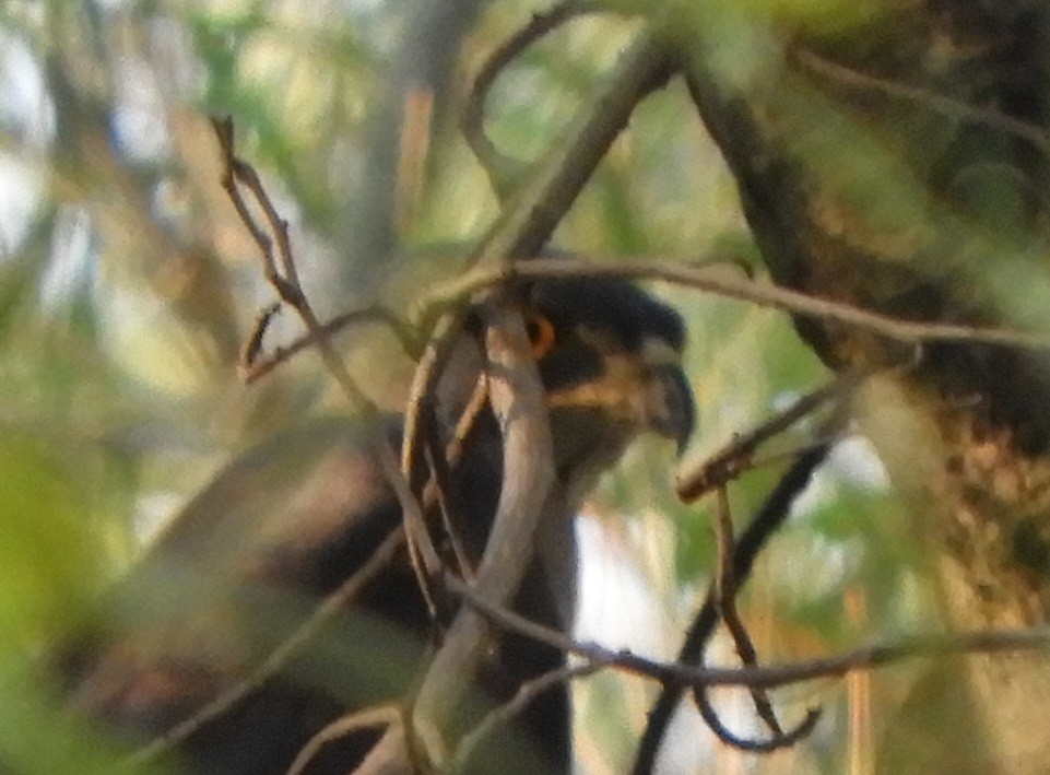 Crested Goshawk - ML552012861