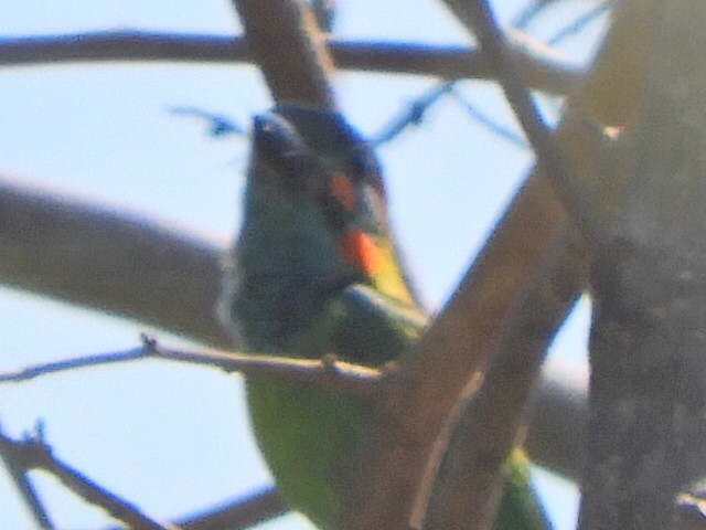 Blue-eared Barbet - ML552013001