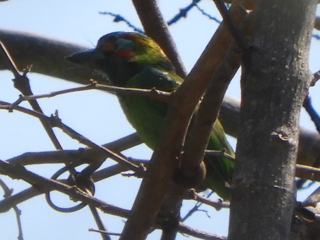 Mavi Kulaklı Barbet - ML552013071