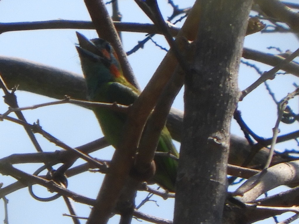 Blue-eared Barbet - ML552013101