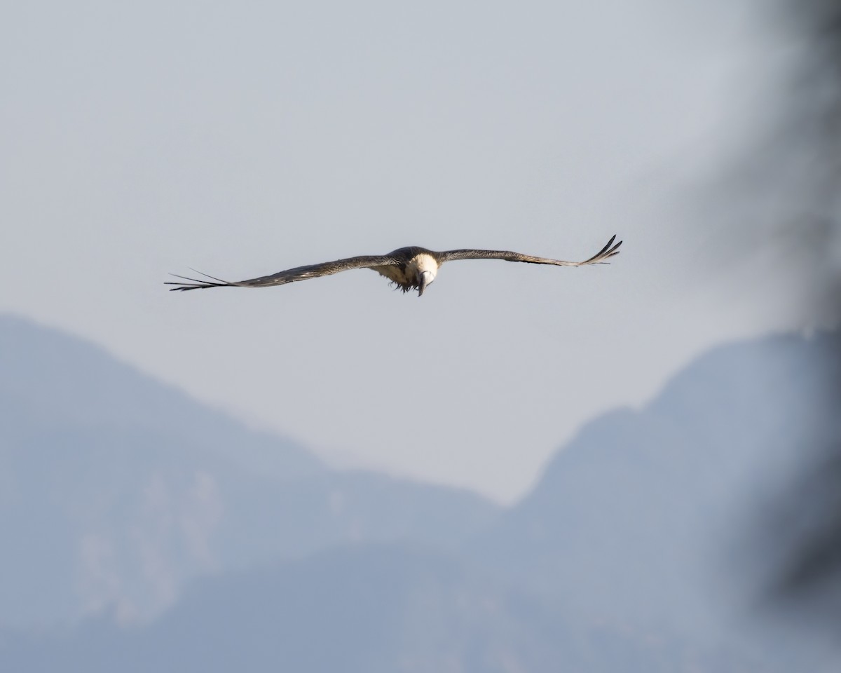 Bearded Vulture - ML552013111