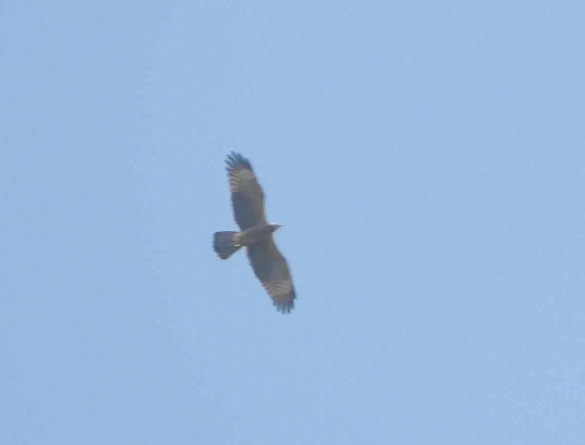 Oriental Honey-buzzard - ML552013421