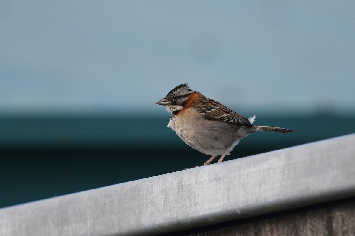 Rufous-collared Sparrow - Steve Heinl