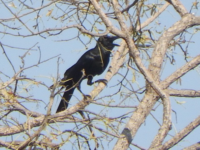 Large-billed Crow - ML552013761