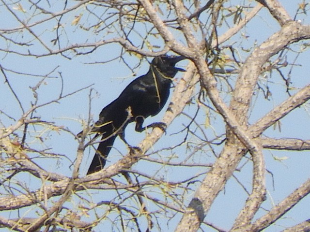 Corbeau à gros bec - ML552013761