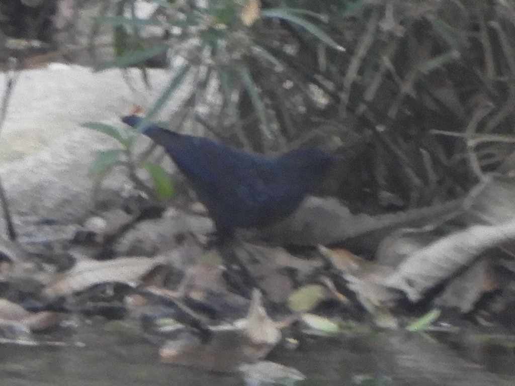 Blue Whistling-Thrush (Black-billed) - ML552013791