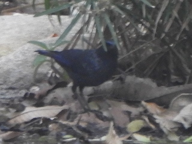 Blue Whistling-Thrush (Black-billed) - ML552013801