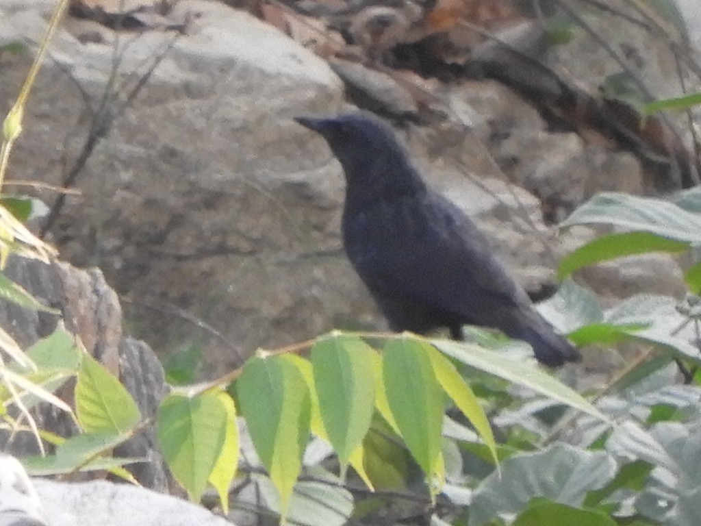 Blue Whistling-Thrush (Black-billed) - ML552013851