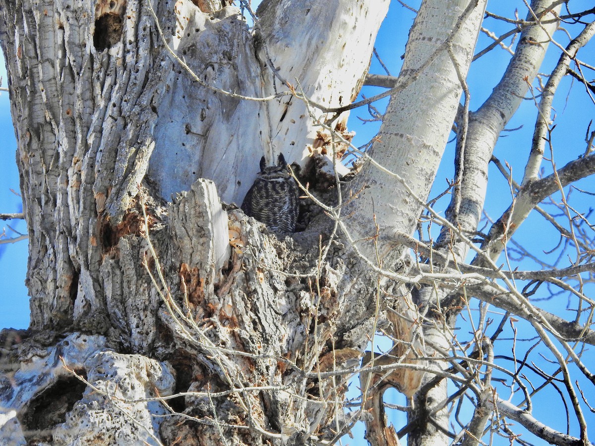 Great Horned Owl - Cathy Antoniazzi