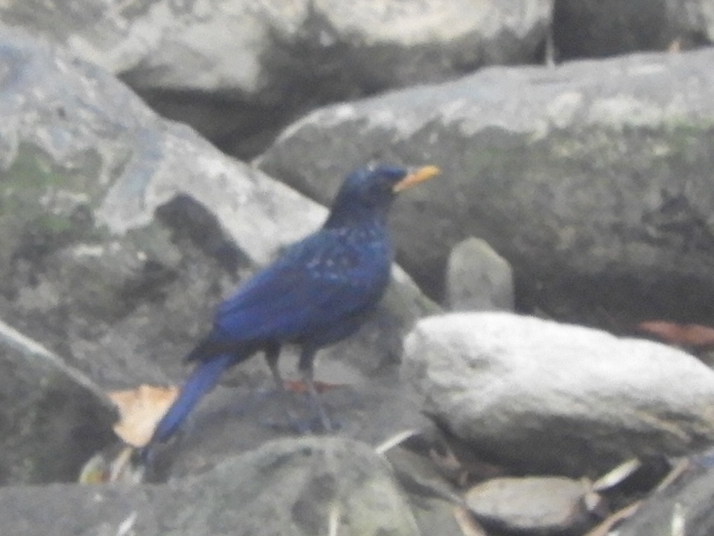 Blue Whistling-Thrush (Yellow-billed) - Gerald Moore