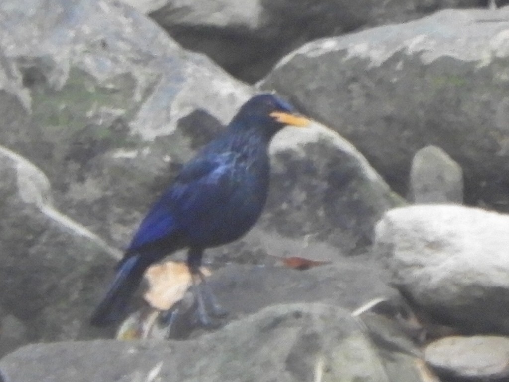 Blue Whistling-Thrush (Yellow-billed) - ML552013981