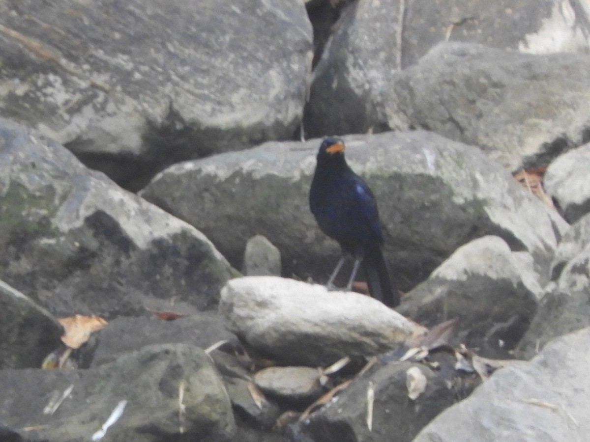 Blue Whistling-Thrush (Yellow-billed) - ML552014001