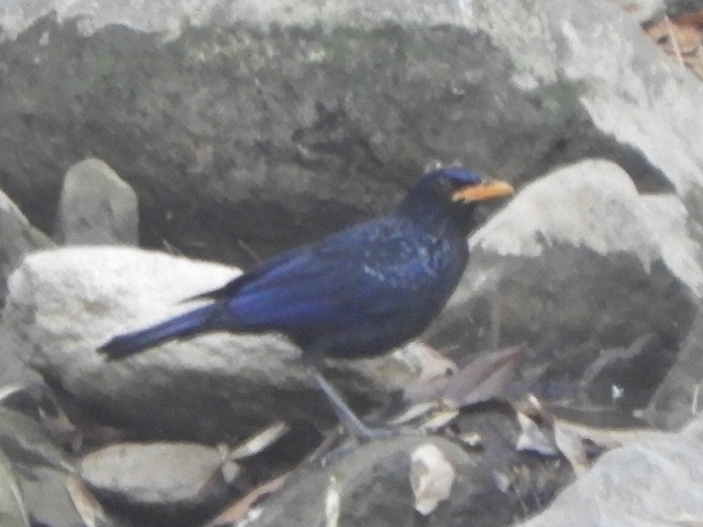 Blue Whistling-Thrush (Yellow-billed) - ML552014021