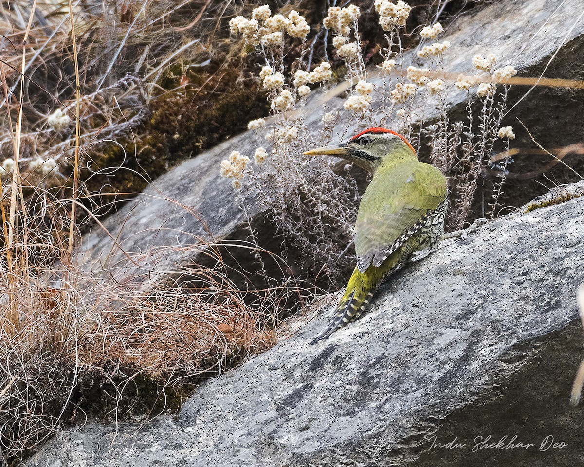 Scaly-bellied Woodpecker - Indu Shekhar Deo