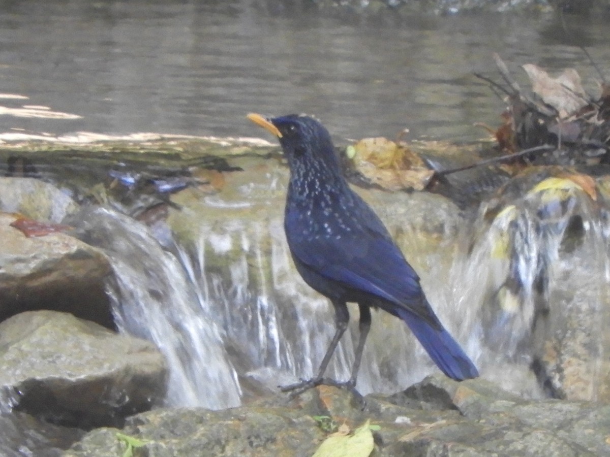 Blue Whistling-Thrush (Yellow-billed) - ML552014051