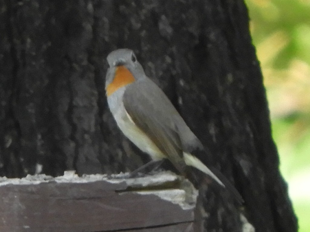 Gobemouche de la taïga - ML552014171