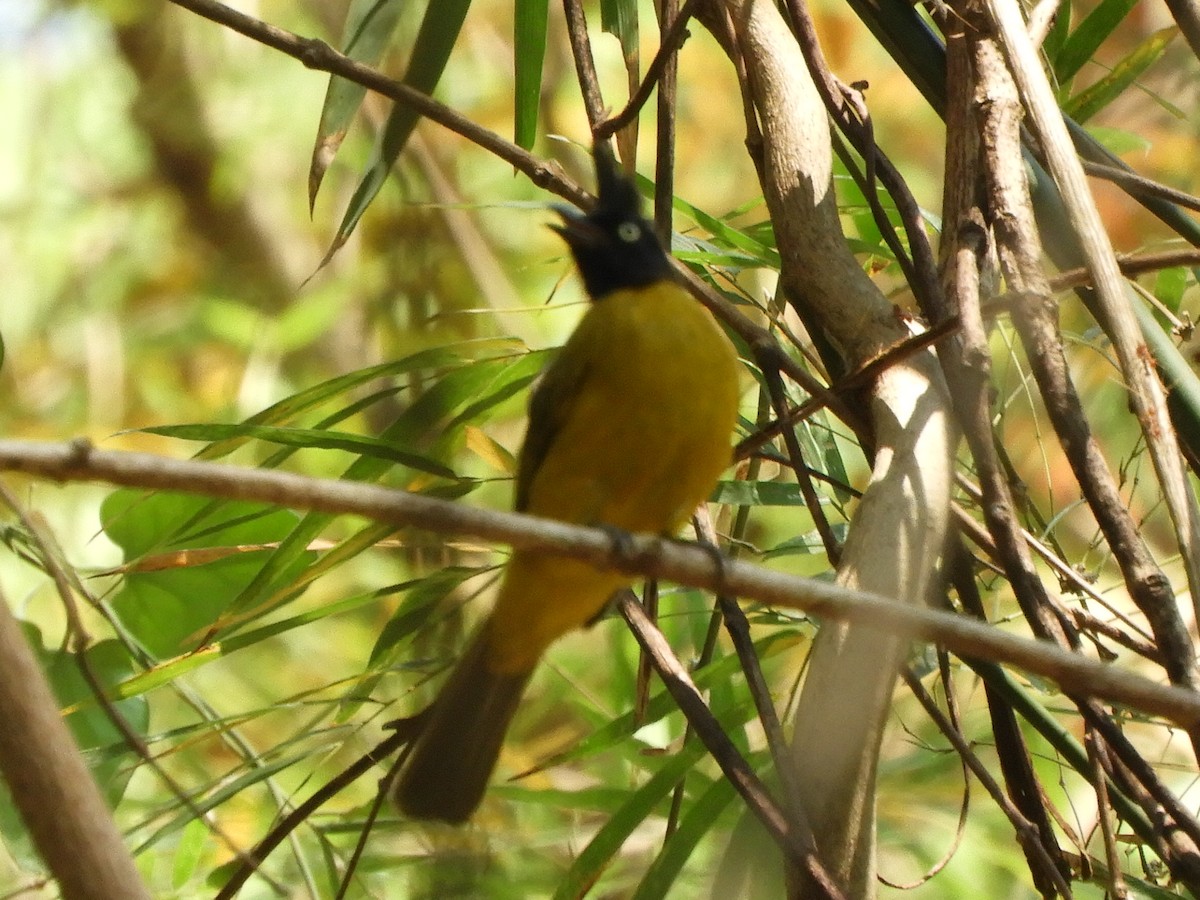 Black-crested Bulbul - ML552014351