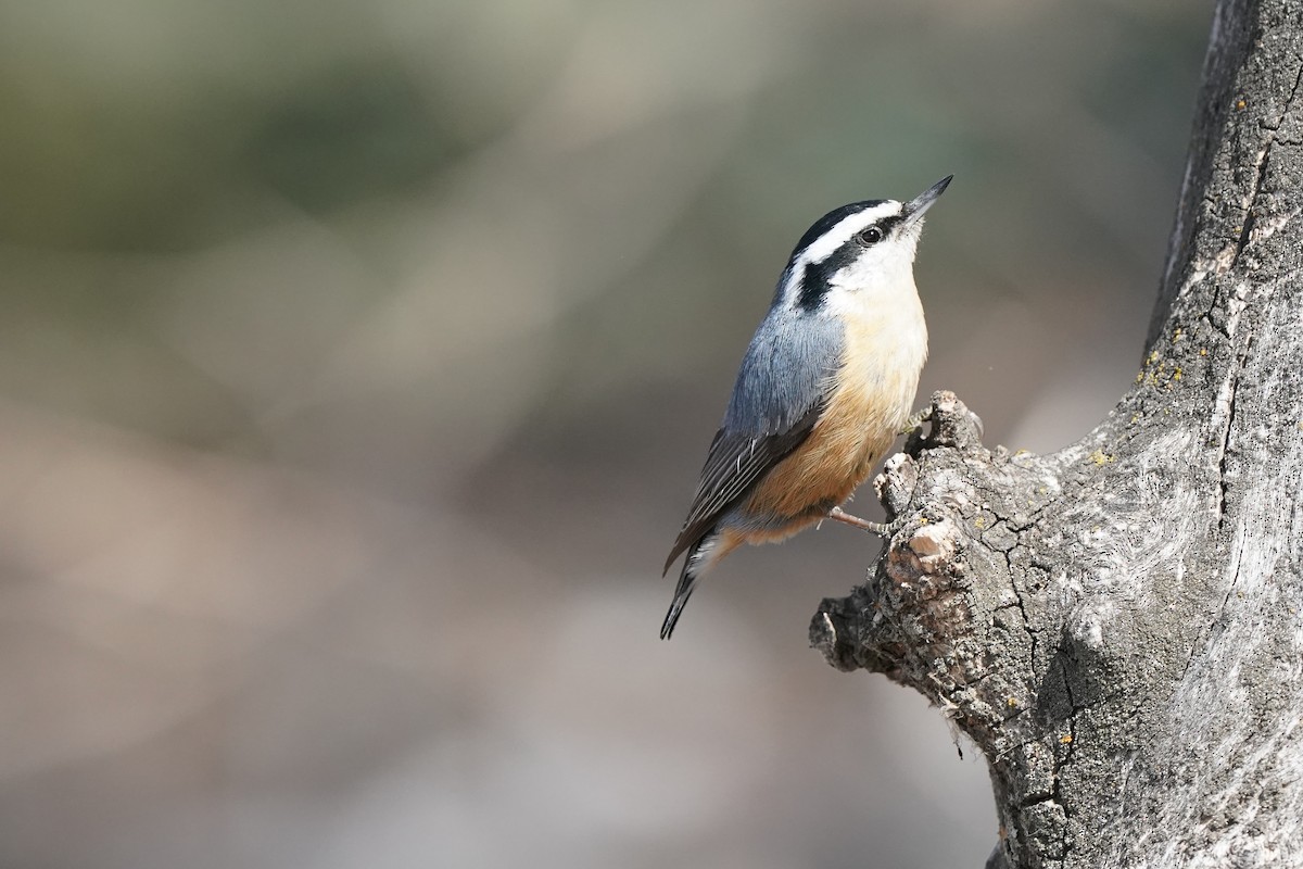 Red-breasted Nuthatch - Pam Hardy