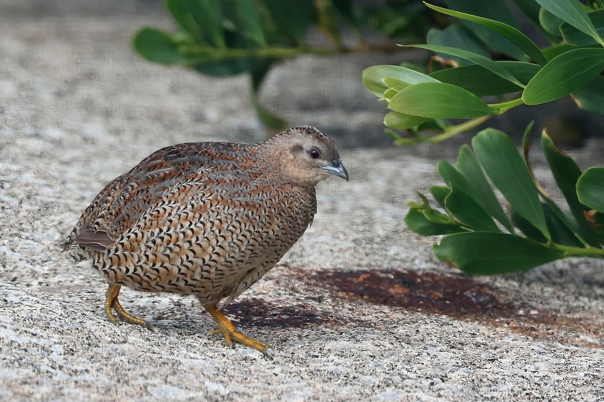 Brown Quail - ML552015401