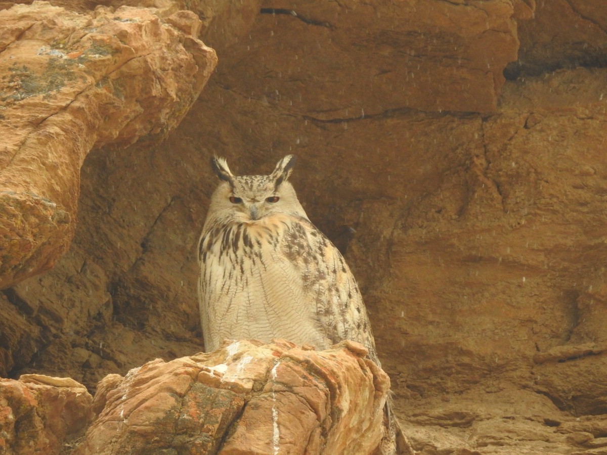 Eurasian Eagle-Owl - ML552015911