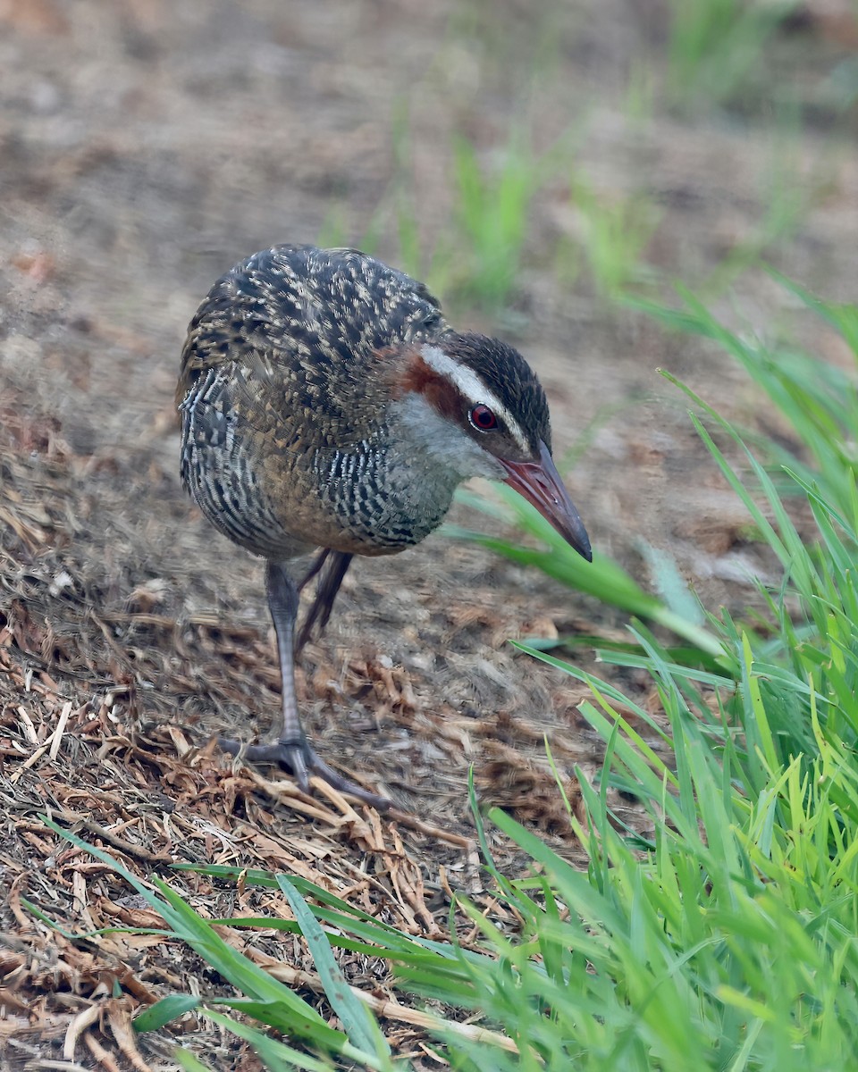 Buff-banded Rail - ML552016131