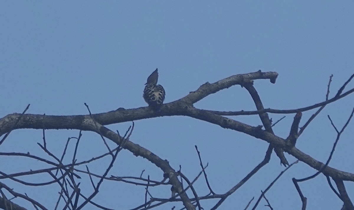 Gray-and-buff Woodpecker (Gray-and-buff) - Howard Laidlaw