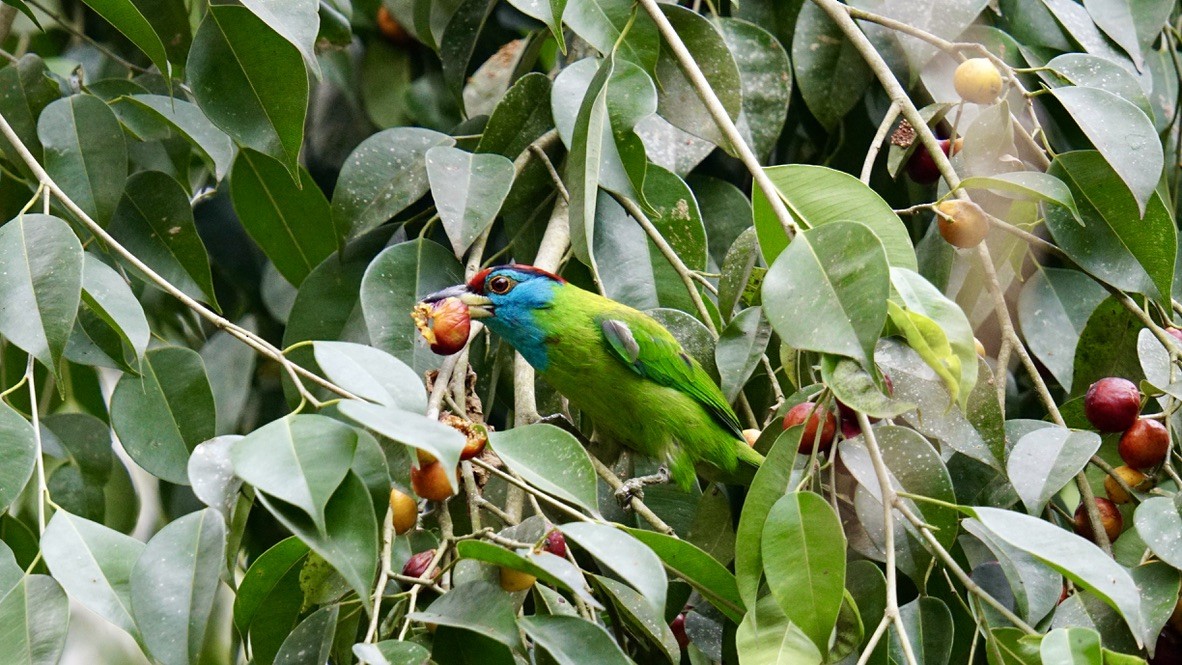 Mavi Boğazlı Barbet - ML552017021