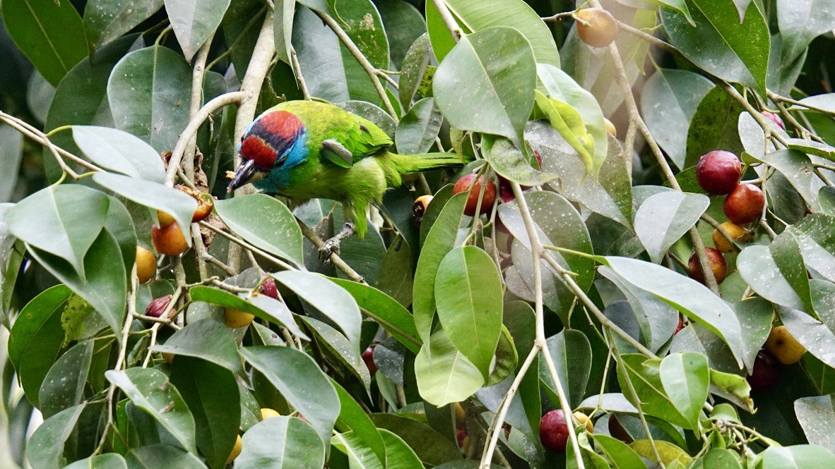 Mavi Boğazlı Barbet - ML552017041