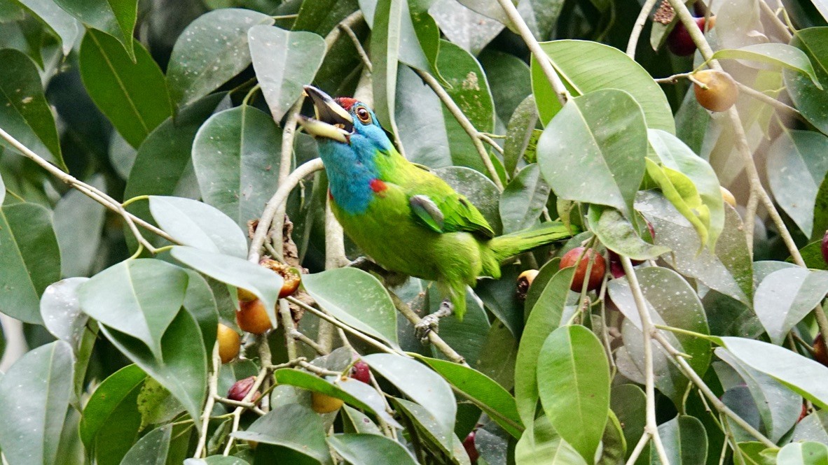 Mavi Boğazlı Barbet - ML552017051