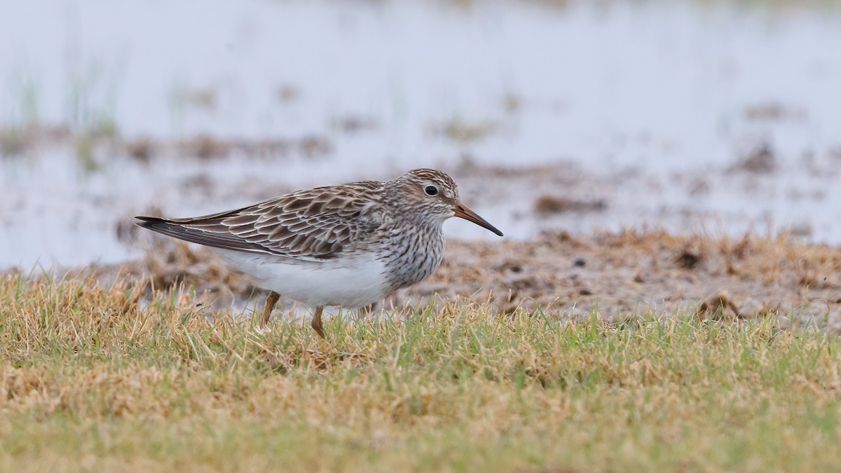 Pectoral Sandpiper - Robert Tizard