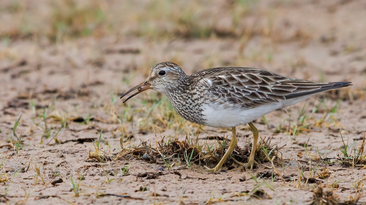 Pectoral Sandpiper - ML552017771