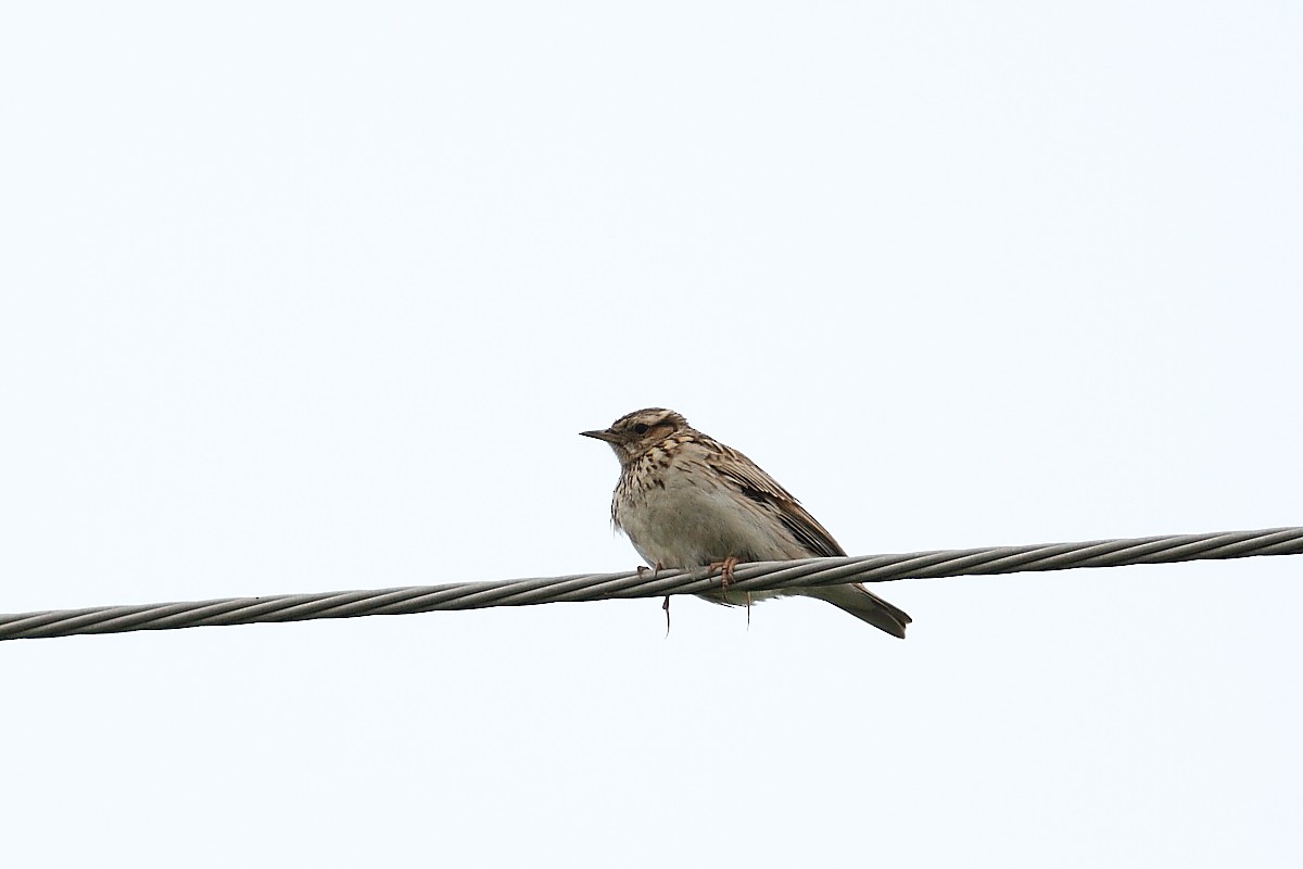 Wood Lark - Snežana Panjković