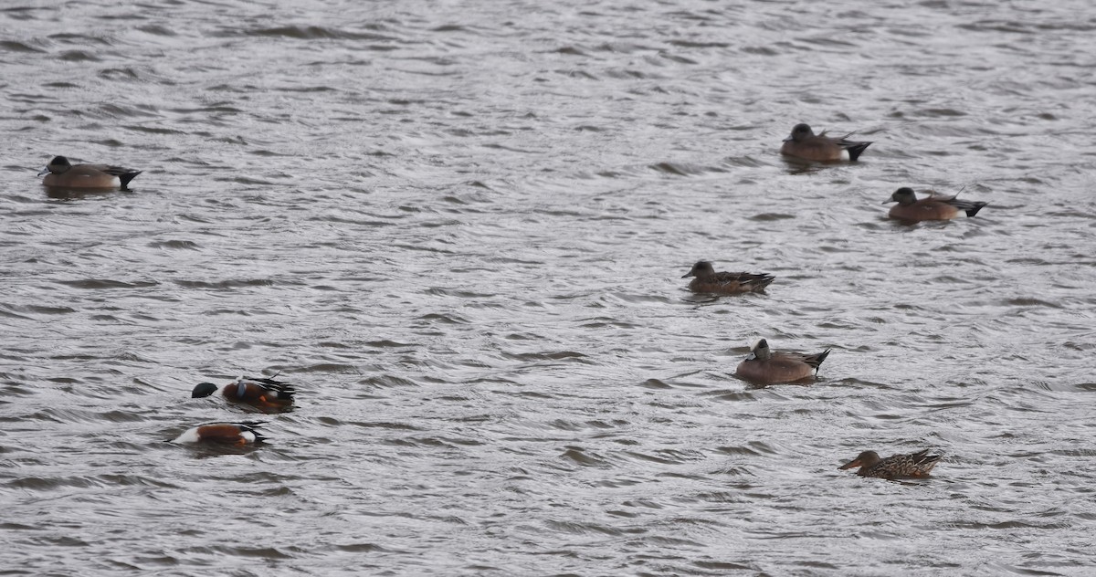 American Wigeon - ML552018421