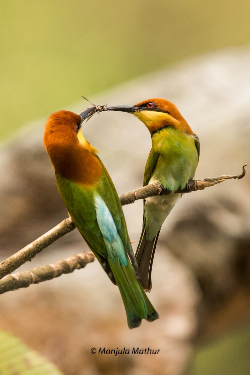Chestnut-headed Bee-eater - Manjula Mathur
