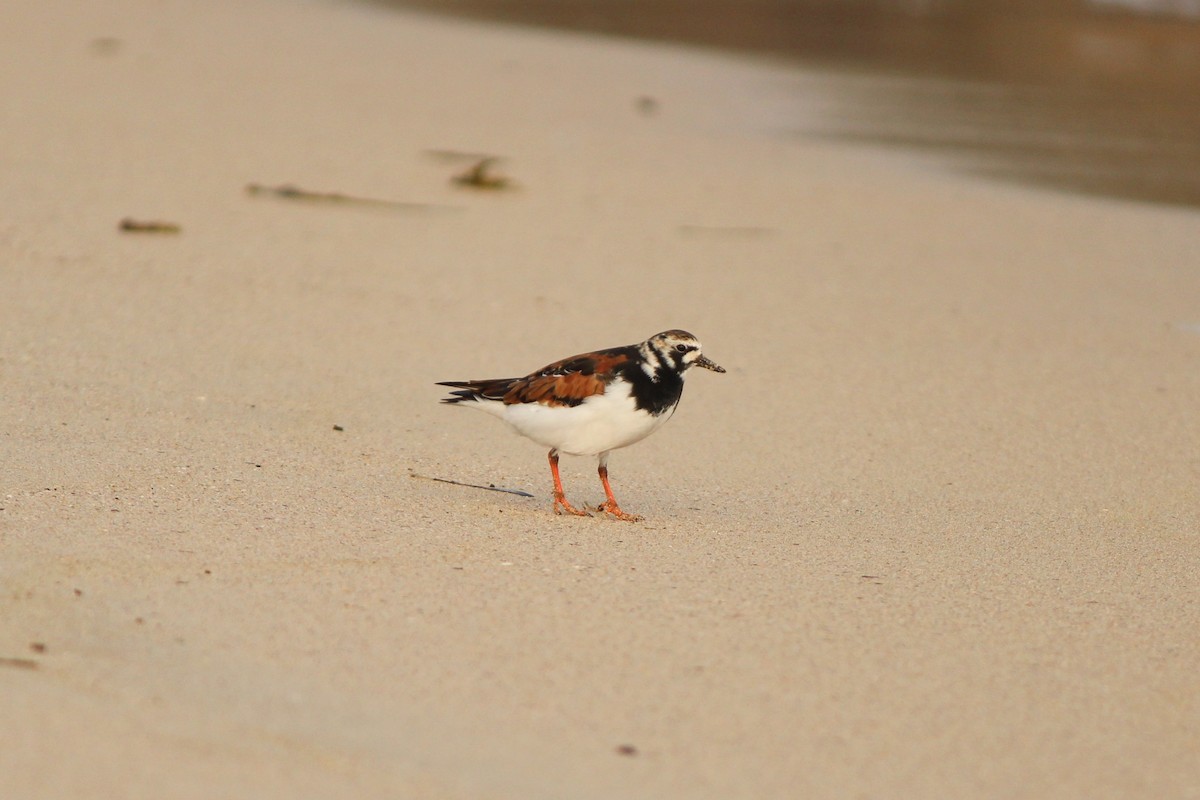 Ruddy Turnstone - ML552019321