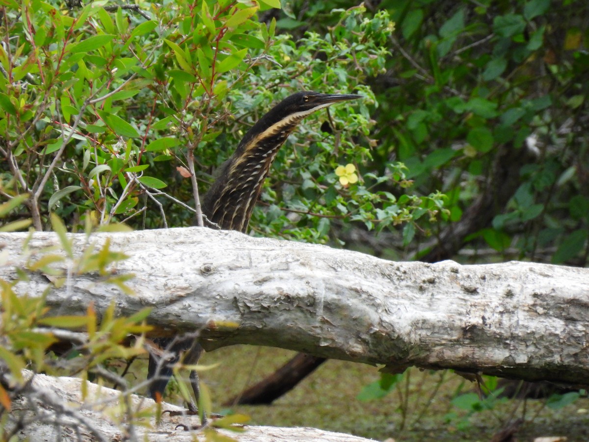 Black Bittern - ML552019381