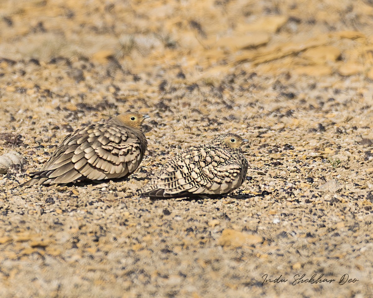 Chestnut-bellied Sandgrouse - ML552019421