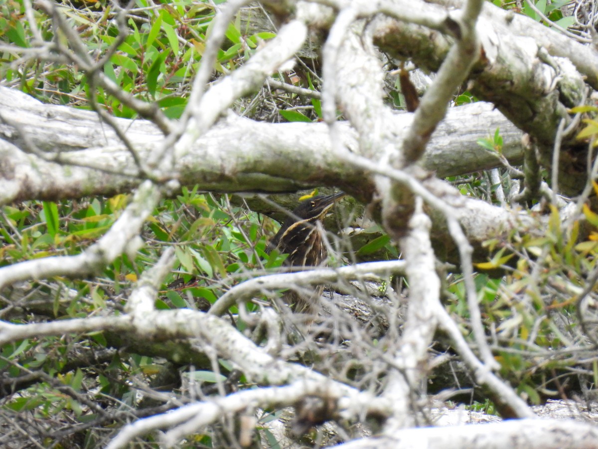 Black Bittern - ML552019461