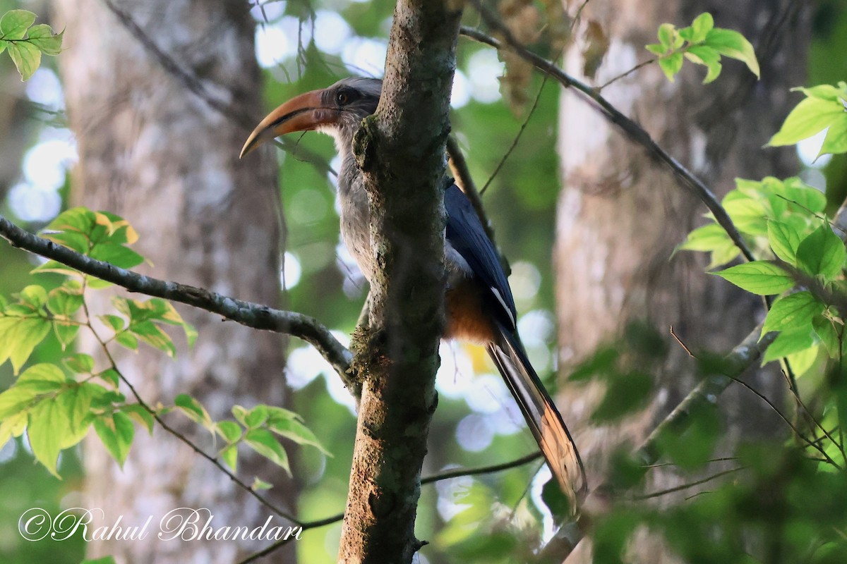 Malabar Gray Hornbill - ML552019901