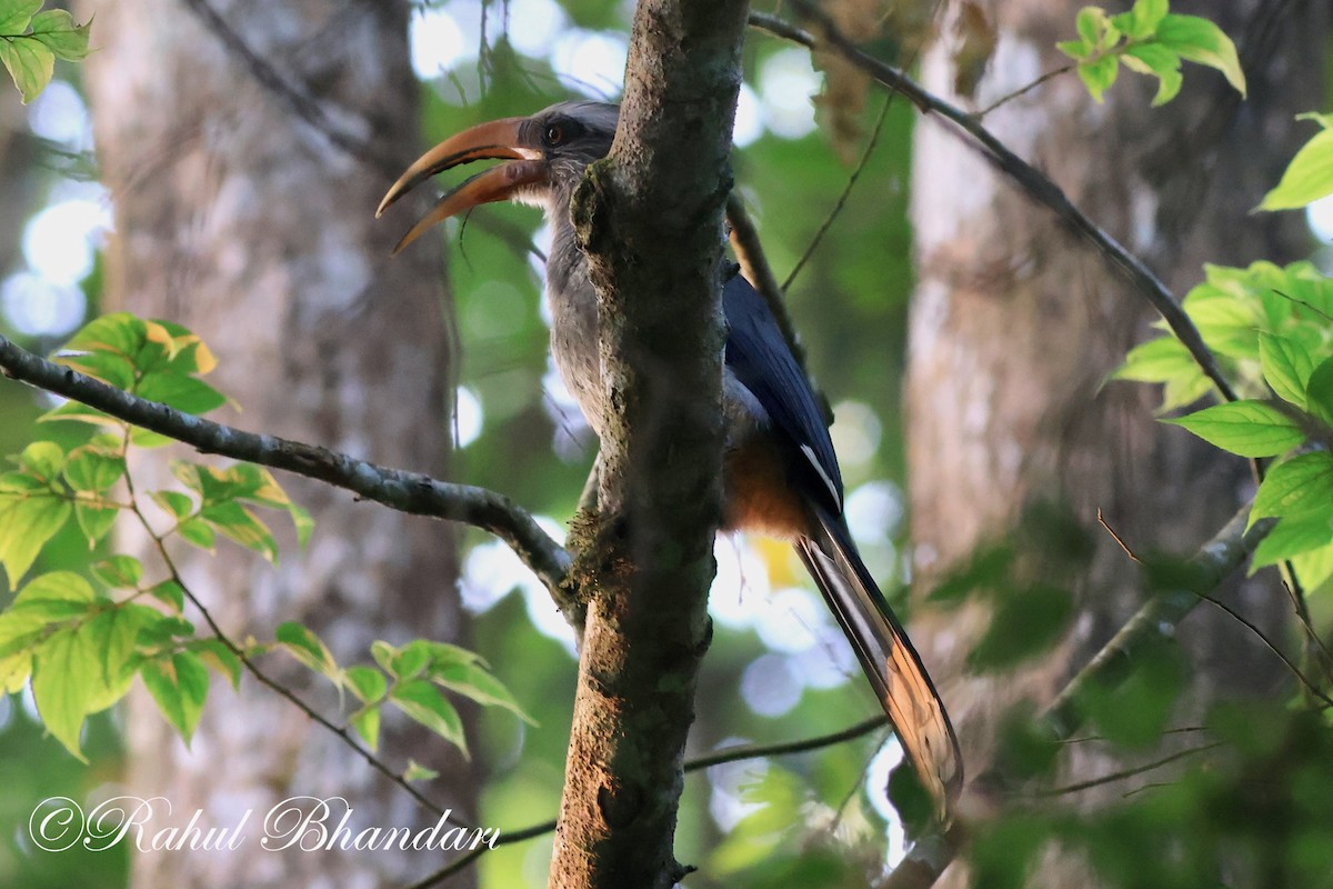 Malabar Gray Hornbill - ML552019911