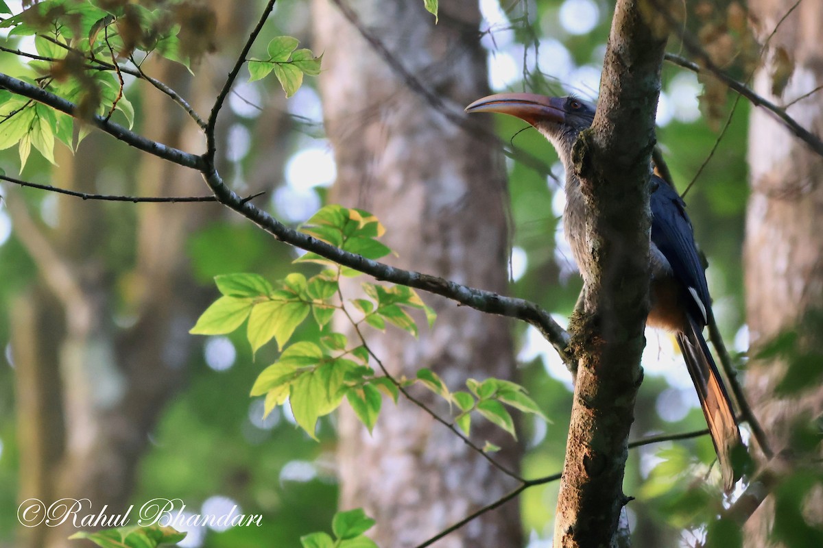 Malabar Gray Hornbill - ML552019931