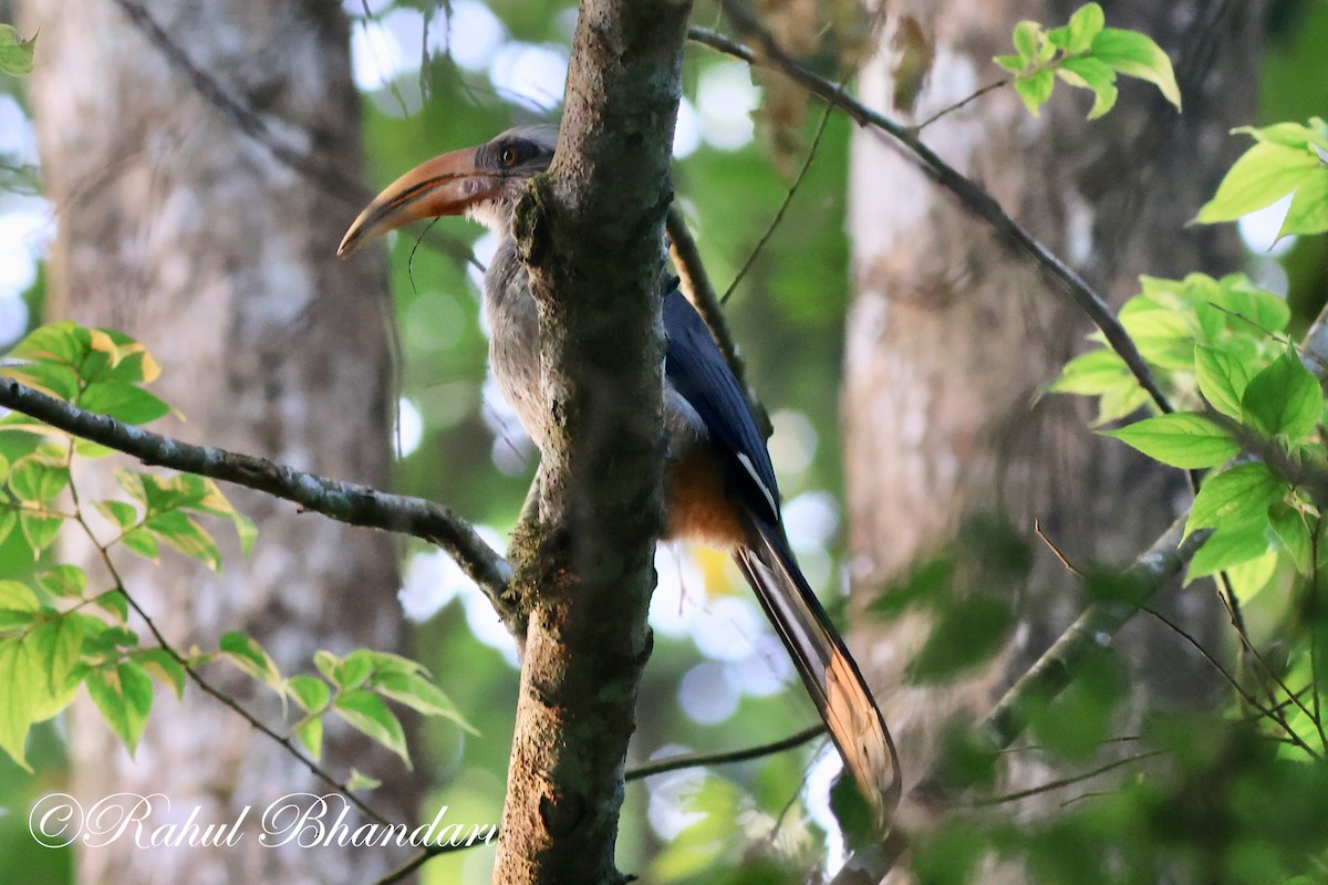 Malabar Gray Hornbill - ML552019941