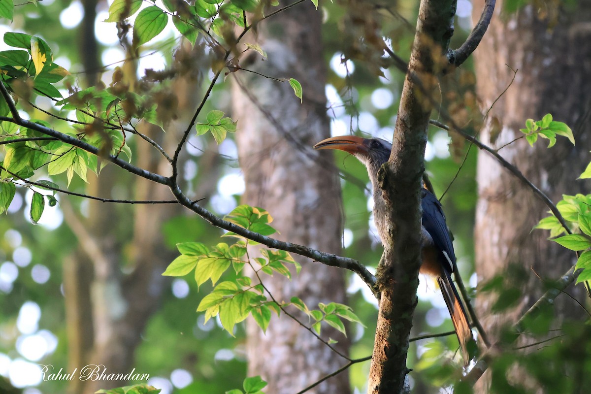 Malabar Gray Hornbill - ML552019951